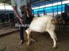 Boer Bakra for Sale