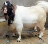 Big Boer Bakra for Sale in Rawalpindi