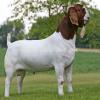 Boer Goat for Sale in Islamabad