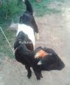 Black Colour Buchi Bakra for Sale