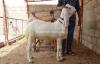 Beautiful Bugi Toori Bakra for Sale