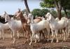 Bugi Toori Bakra Available for Sale in Rawalpindi