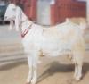 Bugi Toori Goat Available for Sale