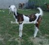 Normal Size Bujri Bakra for Sale