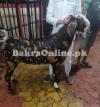 Bujri Bakra for Sale in Rawalpindi