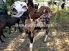 Best Bakra for Sale in Islamabad