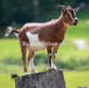 Chappar Goat for Qurbani