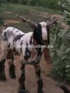 Normal Size Bakra for Sale