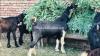 Beautiful Dera Din Panah Bakra for Sale