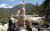 Gaddi Bakra for Sale