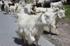 Gaddi Bakra for Sale in Rawalpindi