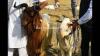 Beautiful Gaddi Bakra for Sale