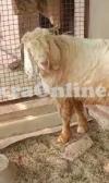 Gadi Bakra for Sale in Gujranwala