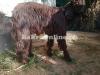 Gaddi Goat Available for Sale Qurbani