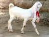 Pure Gulabi Bakra available for sale in Islamabad