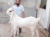 White Colour Gulabi Bakra for Sale in Lahore