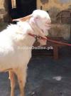 Desi Gulabi Bakra Available for Sale