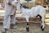 Jobli Bakra for Sale in Multan