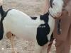 Beautiful Normal Size Jabli Goat for Sale