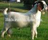 Beautiful Jabli Bakra for Sale