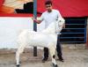 Pure White Jamnapari Bakra for Sale