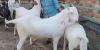 Jamnapari Bakra for Sale in White Colour