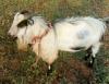 Jarakheil Bakra for Sale in Lahore