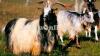 Jarakheil Goat for Sale