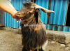 Normal Size Jarakheil Goat for Qurbani