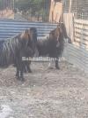 Massive Size Jarakheil Bakra available for Sale