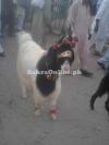 Jattal Bakra for Sale in Islamabad