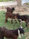 Beautiful Brown Colour Jattal Goat for Sale in Gujranwala