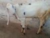 Desi White Colour Jattal Bakra for Sale