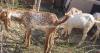 Desi Jattal Bakra Available for Sale