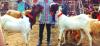 Very Beautiful Jattal Bakra for Qurbani