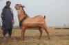 Mssive Size Jattan Bakra for Sal in Islamabad