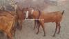 Jattan Bakra for Sale in Rawalpindi