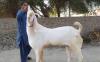 Heavy Jattan Bakra for Sale in Faisalabad