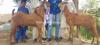 Jattan Bakra for Sale in Karachi