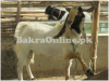 Jattan Bakra Available for Sale