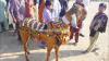 Jattan Bakra for Sale in Quetta