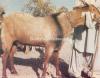 Beautiful Jattan Bakra for Sale