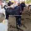 Heavy Beautiful Kacchan Bakra for Sale