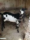 Kacchan Goat For Sale in Hyderabad