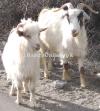 Kaghani Bakra for Sale in Islamabad