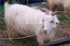 Kaghani Bakra  for Sale in Gujranwala