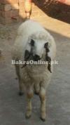 Normal Kajli Bakra for Sale