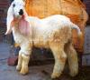 Beautiful Kajli Bakra Available for Sale