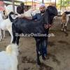 Very Beautiful and Heavy Kamori Bakra for Sale