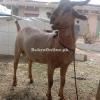 Brown Colour Kamori Bakra for Sale